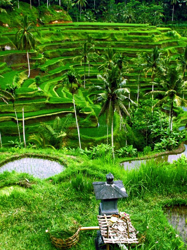 Beautiful view of rice terraces, Ubud, Bali.