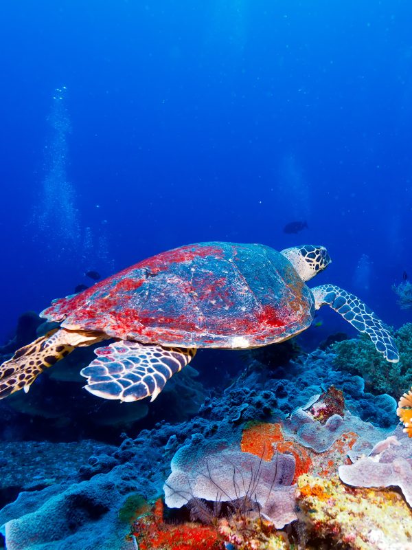 Swimming green turtle (Chelonia mydas), Bali, Indonesia